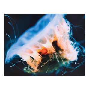 1970s Diva Zappa Jellyfish Photo on Board Property From Estate of Frank & Gail Zappa