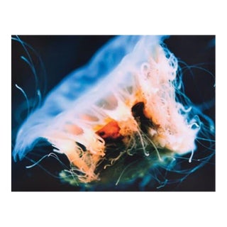 Frank and Gail Zappa Estate 1970s Diva Zappa Jellyfish Photo on Board For Sale