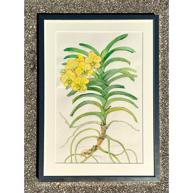 Vintage Original Botanical Watercolor on Paper For Sale - Image 10 of 12