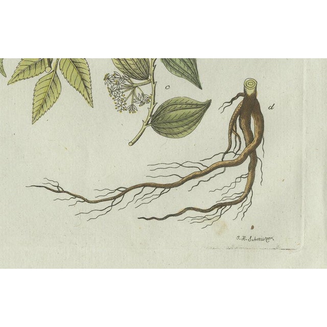 Bertuch, Licorice and Carob, 1805, Engraving For Sale - Image 3 of 12