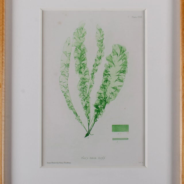 Offered is a framed seaweed print by Henry Bradbury. The print is from Bradbury's 1859 edition of British Seaweed and is a...