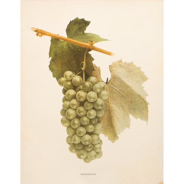 1900s U. P. Hedrick, Original Antique Photogravure of Kensington Grapes For Sale
