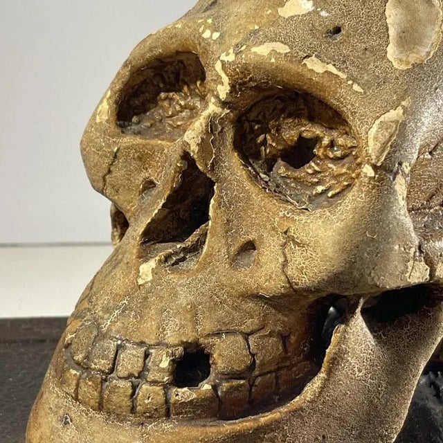 Patinated Plaster It Is Appointed for Men to Die Once Vanitas Curiosity Object, 1900 For Sale - Image 3 of 18