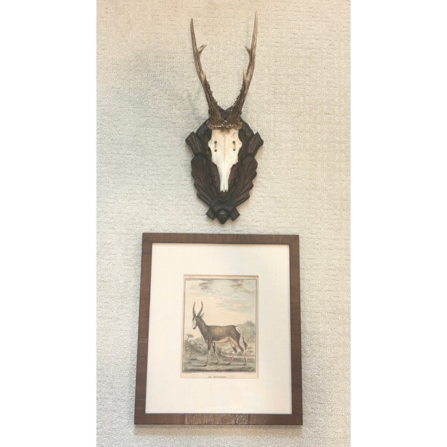 Rustic European Antique Black Forest Roe Deer Trophy Antler Mount - (#2 of 3 Individual Mounts Listed) For Sale - Image 3 of 12