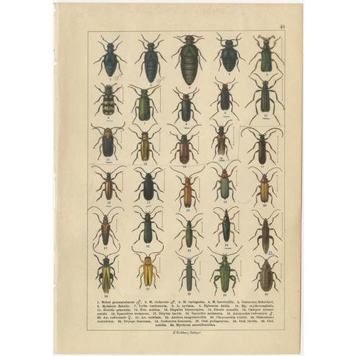 Calwer, Beetles, Chromolithographs, 1893, Set of 8 For Sale - Image 10 of 11