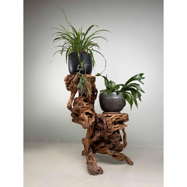 Large Japanese Burl Root Wood Plant Stand, 1920s For Sale - Image 9 of 18