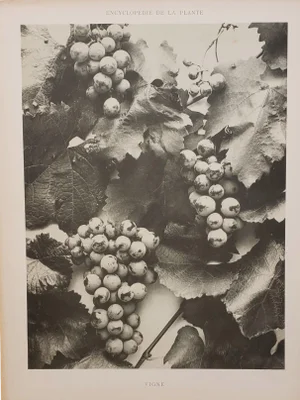 1902 French Botanical Photograph-Wine Grapes