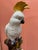 Vintage Majolica Cockatoo in the Style of Minton For Sale - Image 9 of 9