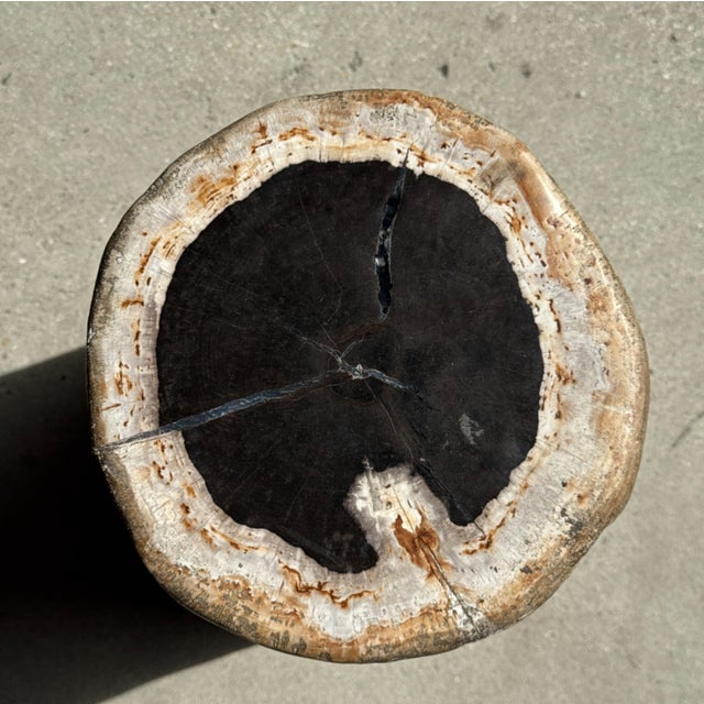 Side Table in Petrified Wood, Black Heartwood and White Bark, 1980s For Sale - Image 12 of 18
