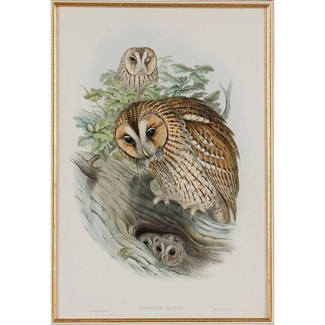 This is a framed original 19th century hand-colored folio-sized lithograph entitled “Syrnium Aluco" (Tawny or Brown Owl)...