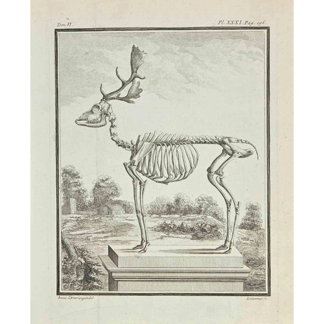 Louis Simon Lempereur, Skeleton, Etching, 1771 For Sale