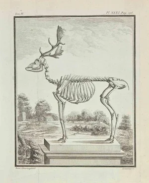 Louis Simon Lempereur, Skeleton, Etching, 1771