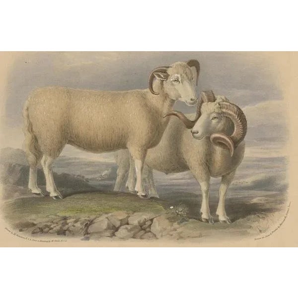 Mid 19th Century Fairland after W. Nicholson, Ram and Ewe of the Dorset Breed, 1841, Lithograph For Sale - Image 5 of 6