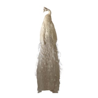 Vintage Taxidermy Peacock Exotic Natural History Decorative Specimen For Sale