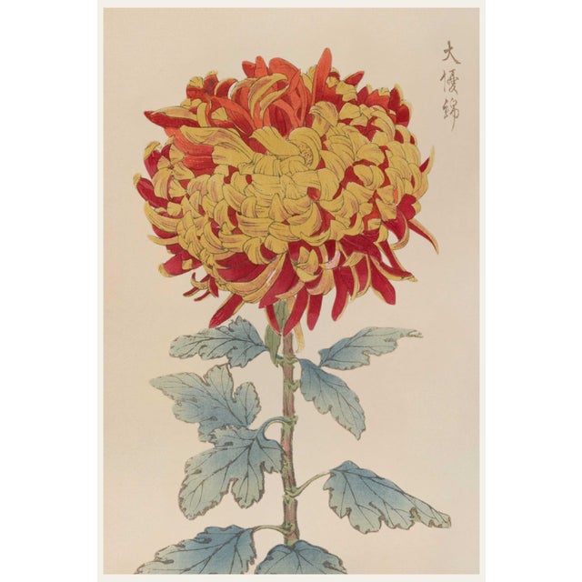 Asian Red Mum by Hasegawa, Vintage Japanese Botanical Art Print, 24" X 36" For Sale