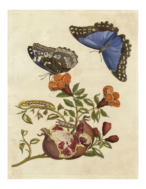 Merian Butterfly 6, Unframed Artwork