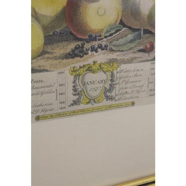 Colonial Williamsburg Dietz Press Botanical Print January Chairish