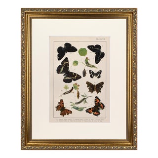 19th Century English Butterfly Print by Kappel and Kirby C.1895 For Sale