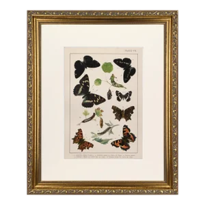 19th Century English Butterfly Print by Kappel and Kirby C.1895