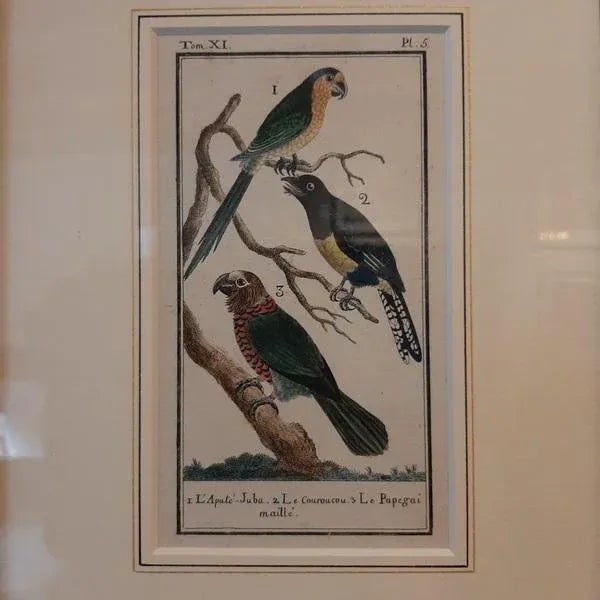 Antique print titled '1. l'Apute-Juba, 2. Le Couroucou, 3. Le Papegai Maille'. Hand-colored engraving of parrot species....