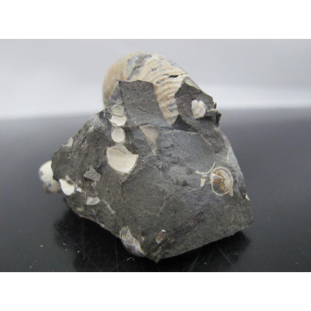 15th Century & Earlier Genuine Fossil Shell Ammonite South Dakota Fox Hills Formation Scaphite For Sale - Image 5 of 6