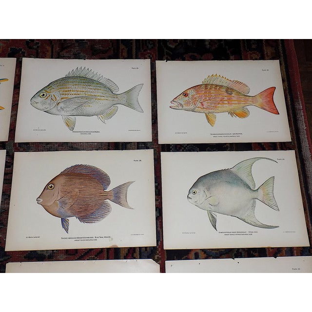 Realism Authentic Antique 19th Century Tropical Fish Lithographs - Set of 12 For Sale - Image 3 of 6