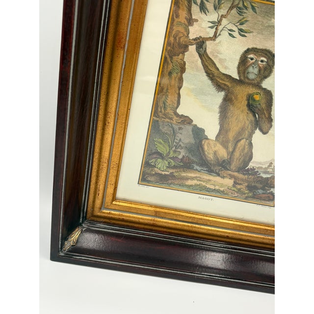 Vintage French Natural History Monkey Reproduction Prints Art & Gilded Wood Frames - A Pair For Sale - Image 12 of 15