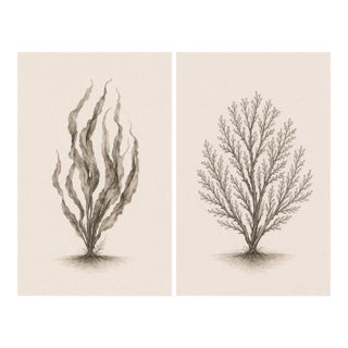 Coastal Botanical Study Set of 2, Minimalist Seaweed & Coral Art Prints, 24" × 36" Each Reproduction For Sale