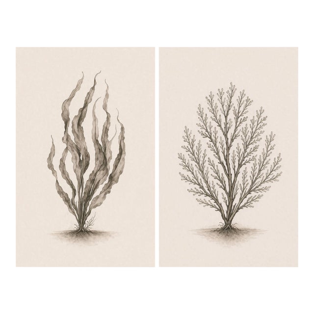 Coastal Botanical Study Set of 2, Minimalist Seaweed & Coral Art Prints, 24" × 36" Each Reproduction For Sale