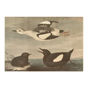 1966 Black Guillemot After Audubon, XL Cottage Print