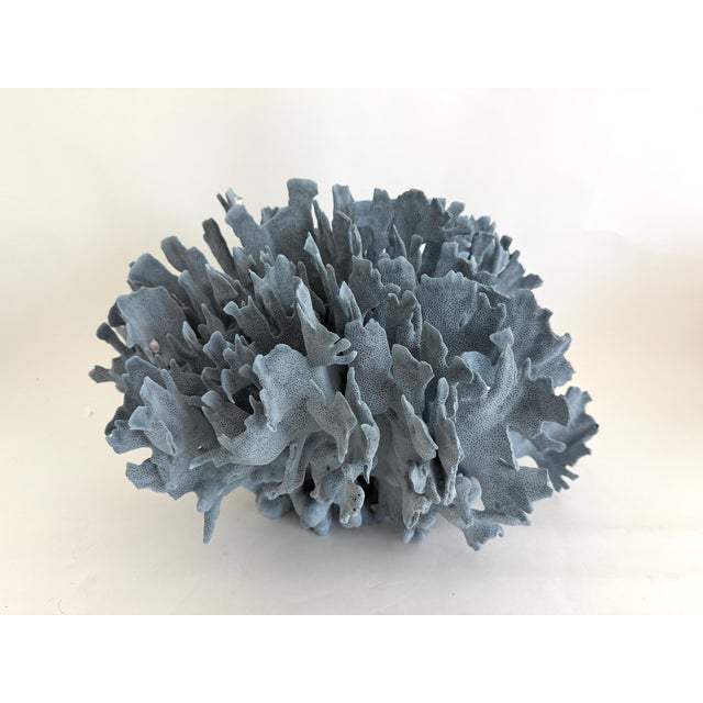 Shell Massive Natural Blue Coral Specimen Coastal Decor For Sale - Image 7 of 7