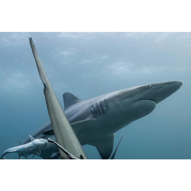 Graphical balance - Signed limited edition archival pigment print, 2017 - Edition of 5 South Africa 2017 This is an...