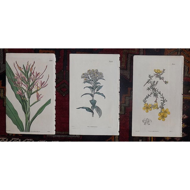 William Curtis Authentic Antique Early 19th Century Hand Colored Copperplate Botanical Engravings - Set of 9 For Sale - Image 4 of 5