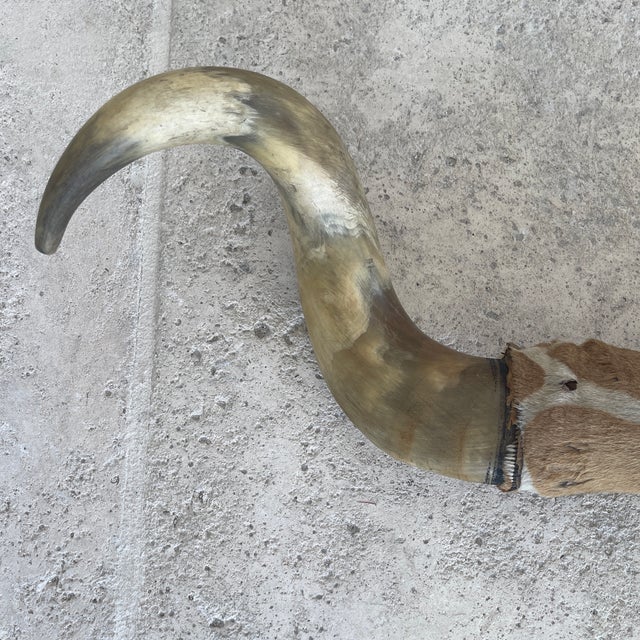 Vintage Bull Horns With Wood & Skin For Sale - Image 4 of 8