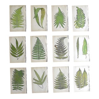 Antique 19th Century Botanical Fern Wood Engravings - Set of 12 For Sale