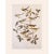 Paper 1966 Vintage Cottage Print "American Warblers" After John James Audubon For Sale - Image 7 of 7