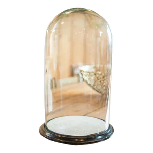 1870's Wide Antique Taxidermy Dome