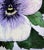 Shabby Chic Giclee Print Purple “Viola” Watercolor Painting For Sale - Image 3 of 5