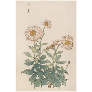 Daisy by Keika Hasegawa, Vintage Japanese Botanical Art Print, 24" X 36" For Sale