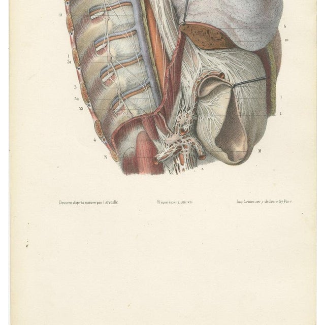 19th Century Hirschfeld and Leveille, Sympathetic Chain and Vagus in the Thorax, 1866, Paper For Sale - Image 5 of 12