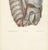19th Century Hirschfeld and Leveille, Sympathetic Chain and Vagus in the Thorax, 1866, Paper For Sale - Image 5 of 12