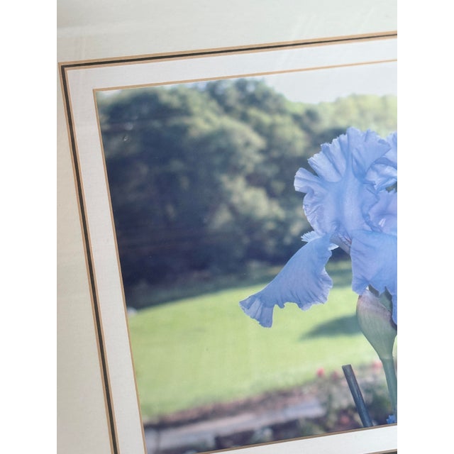 Design Plus Gallery presents a Custom Framed Floral Photograph. A single blue iris flower with a greenery background. The...