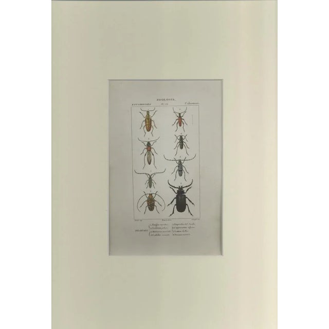 This is one of the illustrations of "Dizionario di scienze naturali" (Natural sciences dictionary) edited by Battelli nel...