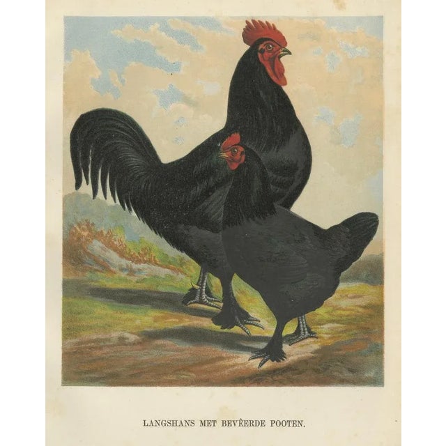 The majestic feathered langshan a rare 19th century poultry lithograph this striking 19th century chromolithograph...