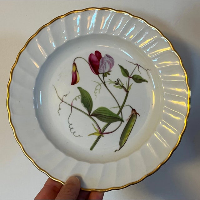 Antique 18th Century Derby Porcelain Botanical Plate Decorated With Hand Painted Specimen - Sweet Pea For Sale In New York - Image 6 of 12