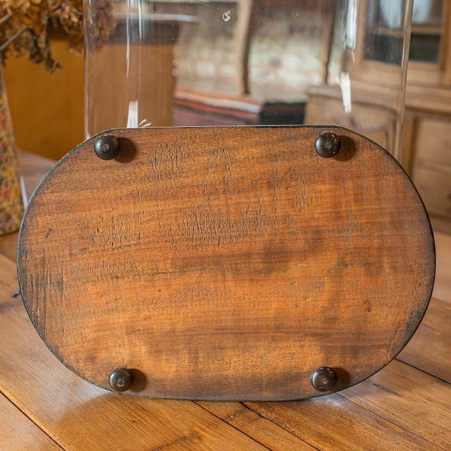 Glass 1900's Large Antique Botany Display Dome For Sale - Image 7 of 10