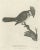Paper The Red-Whiskered Bulbul, 1788, Paper For Sale - Image 7 of 7