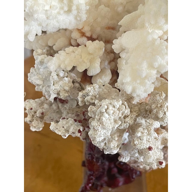 Antique White 1960s Marine Arrangement - White Coral Cluster on Faux Red Coral Stand For Sale - Image 8 of 8