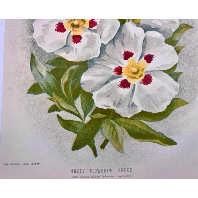 Cream Antique Botanical Print From England Showcasing a White Flowering Gum Citrus Flower With Green Foliage - Circa 1893 For Sale - Image 8 of 12