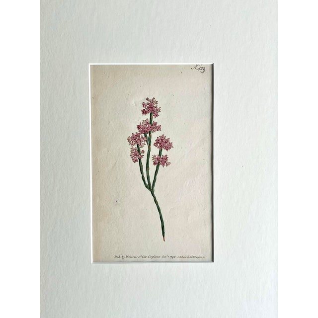 Antique Curtis hand colored pink floral Botanical Etching c.1798 Presented matted and framed in a contemporary classic...